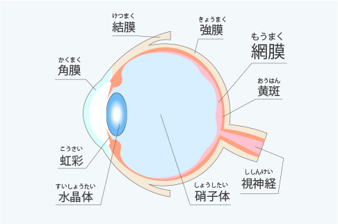 網膜硝子体疾患｜川崎市武蔵新城駅から徒歩3分の眼科-医療法人社団栄和 